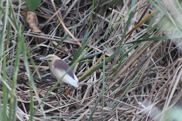 A small bird with a light brown and white plumage is nestled among dense, dry grass and reeds. Its sharp beak and keen eye suggest it's observing its surroundings, possibly in search of food or wary of predators. The setting appears natural, with the bird well-camouflaged against the earthy tones of its environment.