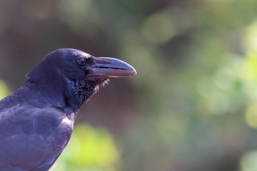 A close-up profile of a raven with glossy black feathers and a glossy beak, set against a softly focused background of green and brown hues. The bird's eye is sharp and attentive, adding a sense of intelligence to its presence.