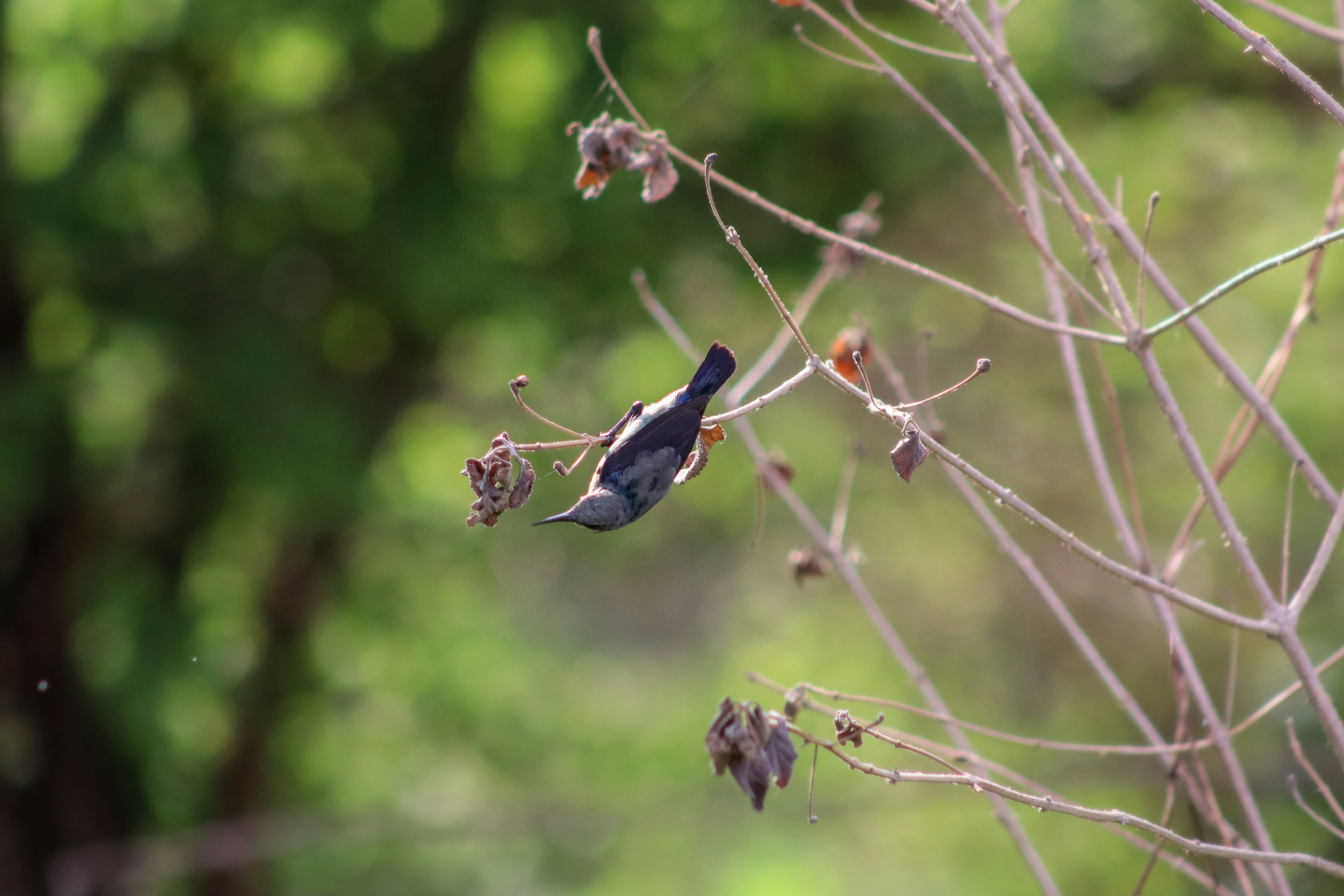 Photo by pushpak_art