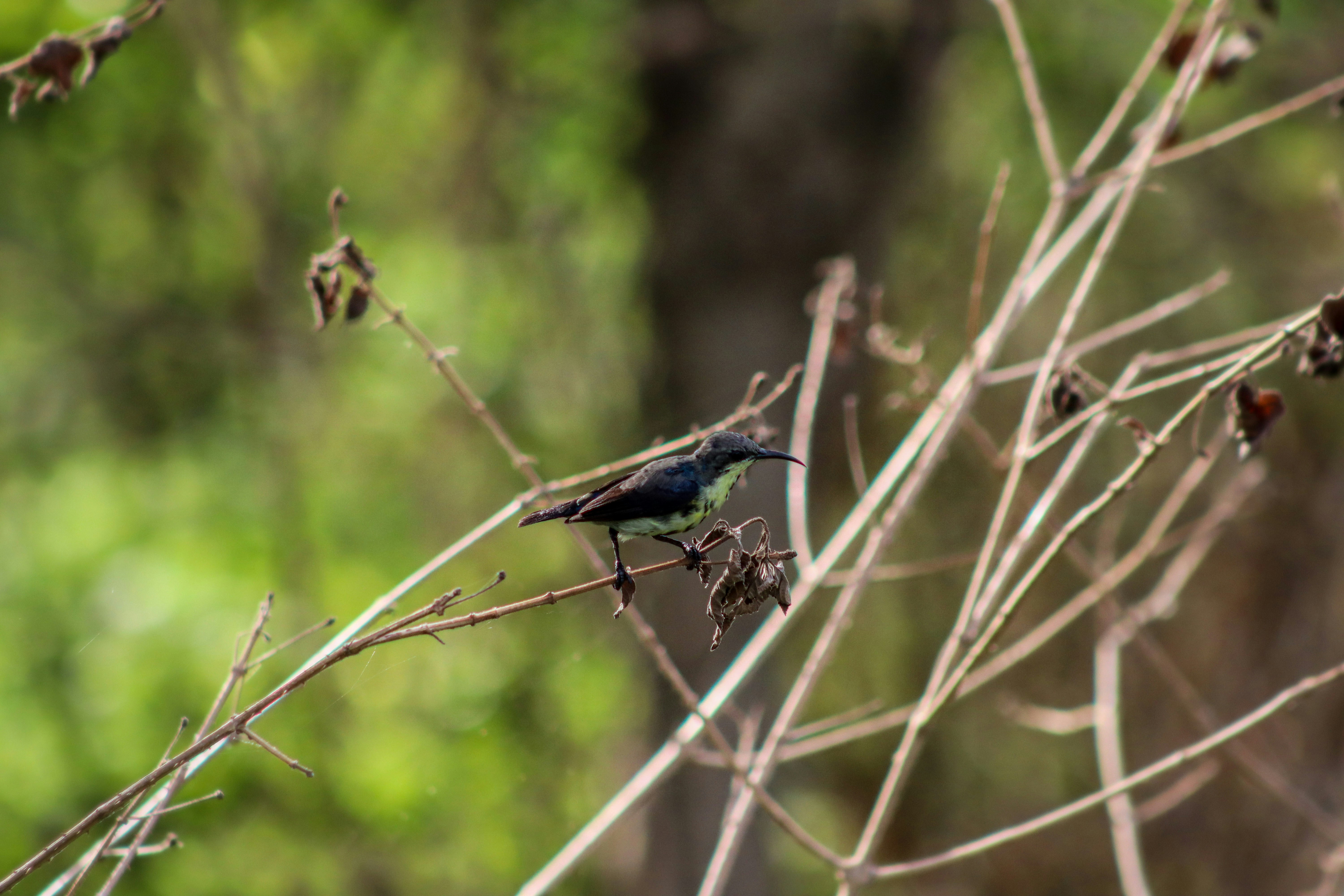 Photo by pushpak_art