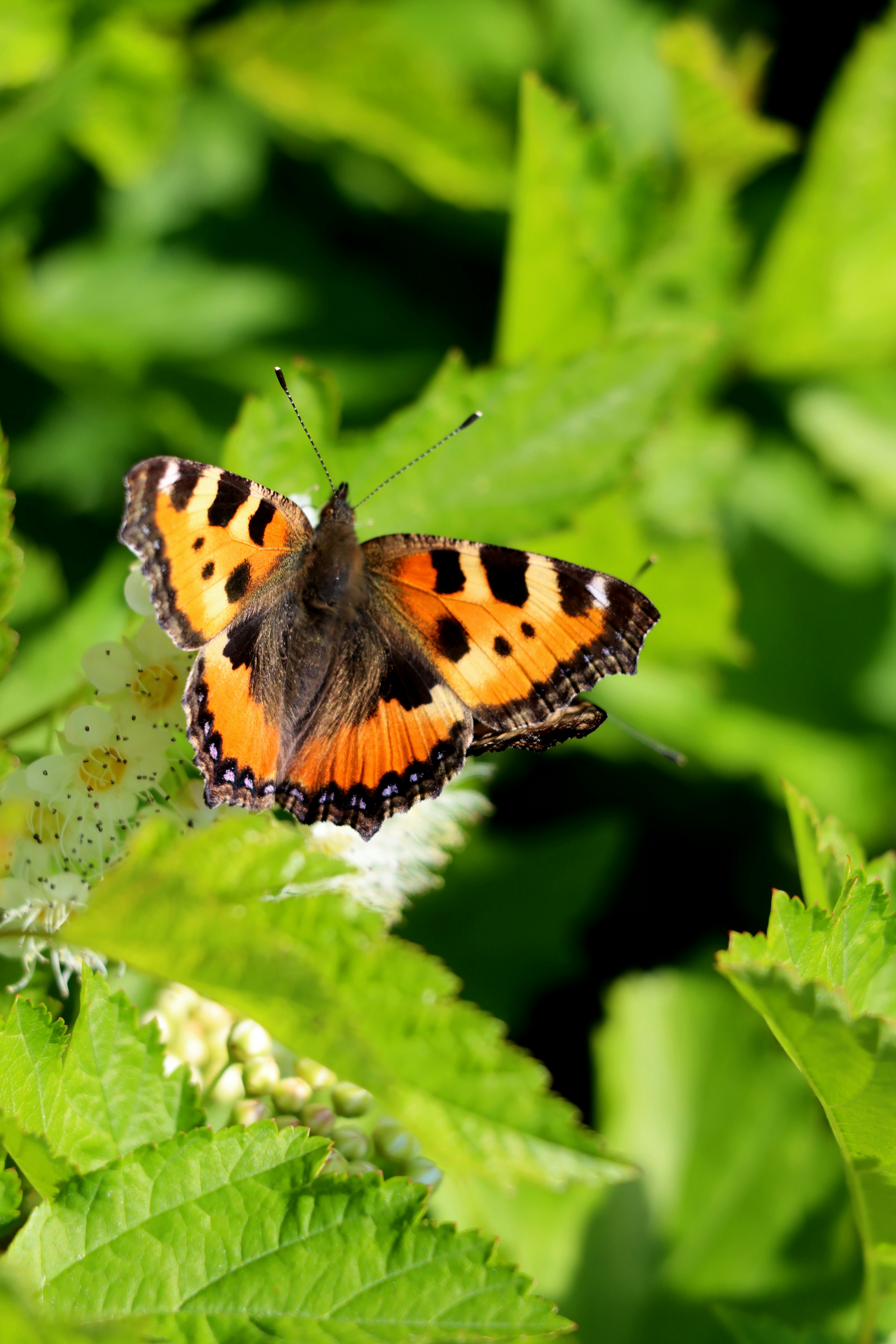 Photo by irina_chishkova