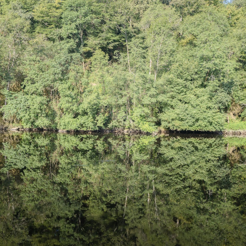 a body of water surrounded by a forest