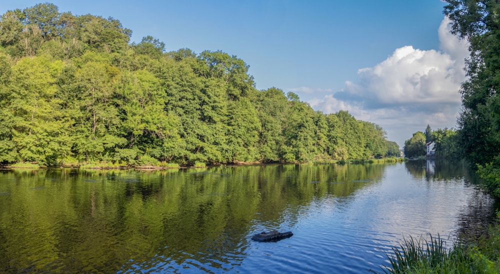 a large body of water surrounded by trees