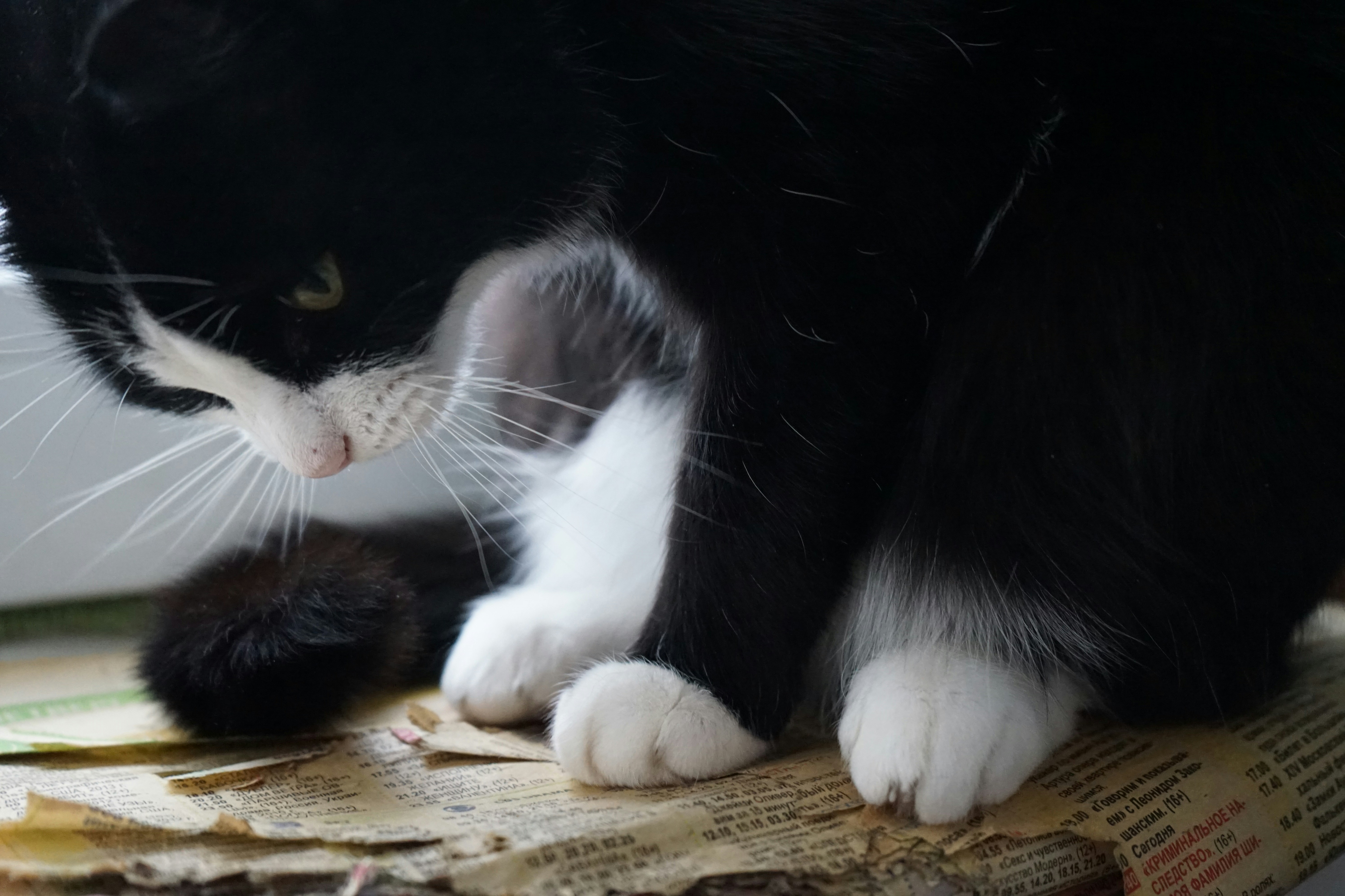 Zoetis receives European approval for Portela, Smalls launches lickable cat treats