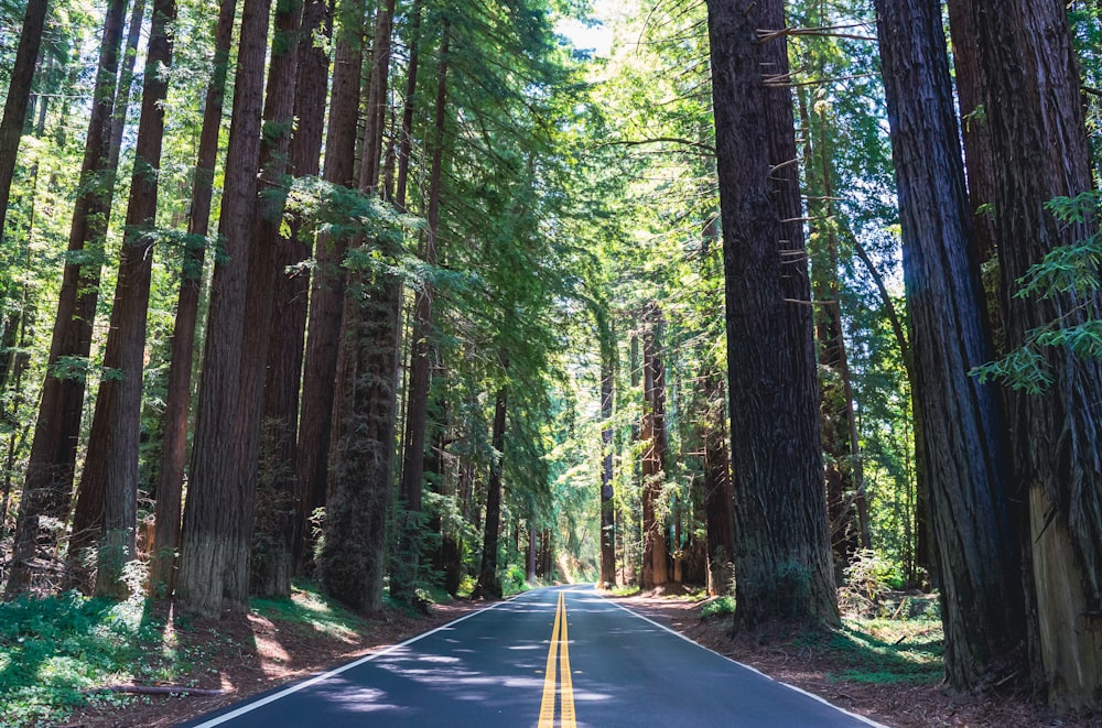 a road in the middle of a forest with tall trees