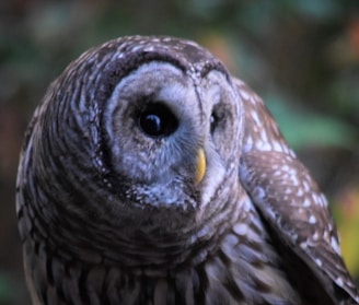 A detailed shot of a crochet owl with big eyes and textured stitches.