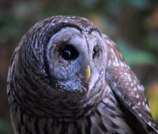 A detailed shot of a crochet owl with big eyes and textured stitches.