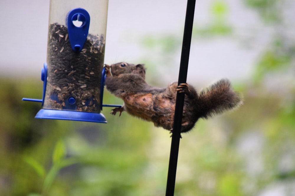 a squirrel hanging upside down from a bird feeder