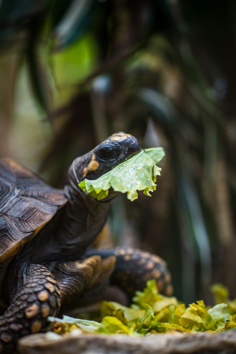 une tortue mangeant une feuille de laitue