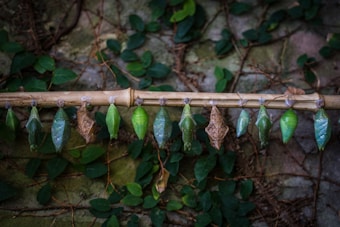 A row of variously colored chrysalides hanging from a horizontal bamboo stick surrounded by green leaves and vines on a textured background.