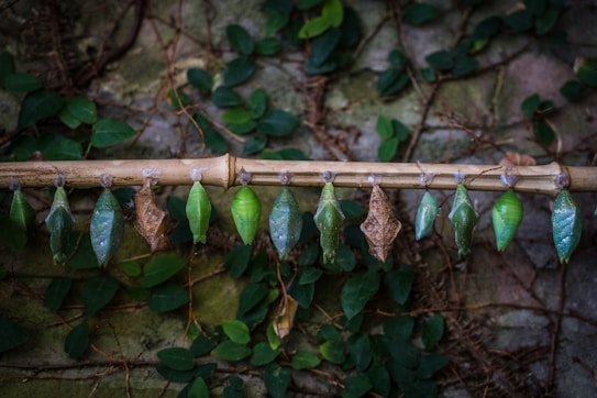 A row of variously colored chrysalides hanging from a horizontal bamboo stick surrounded by green leaves and vines on a textured background.