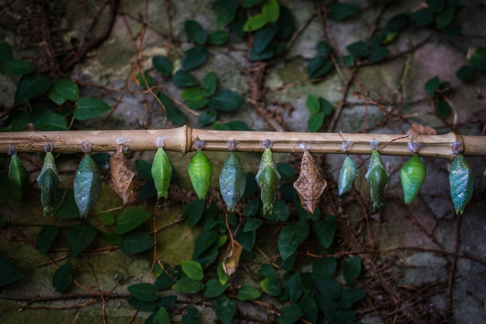 a bamboo stick with green leaves hanging from it