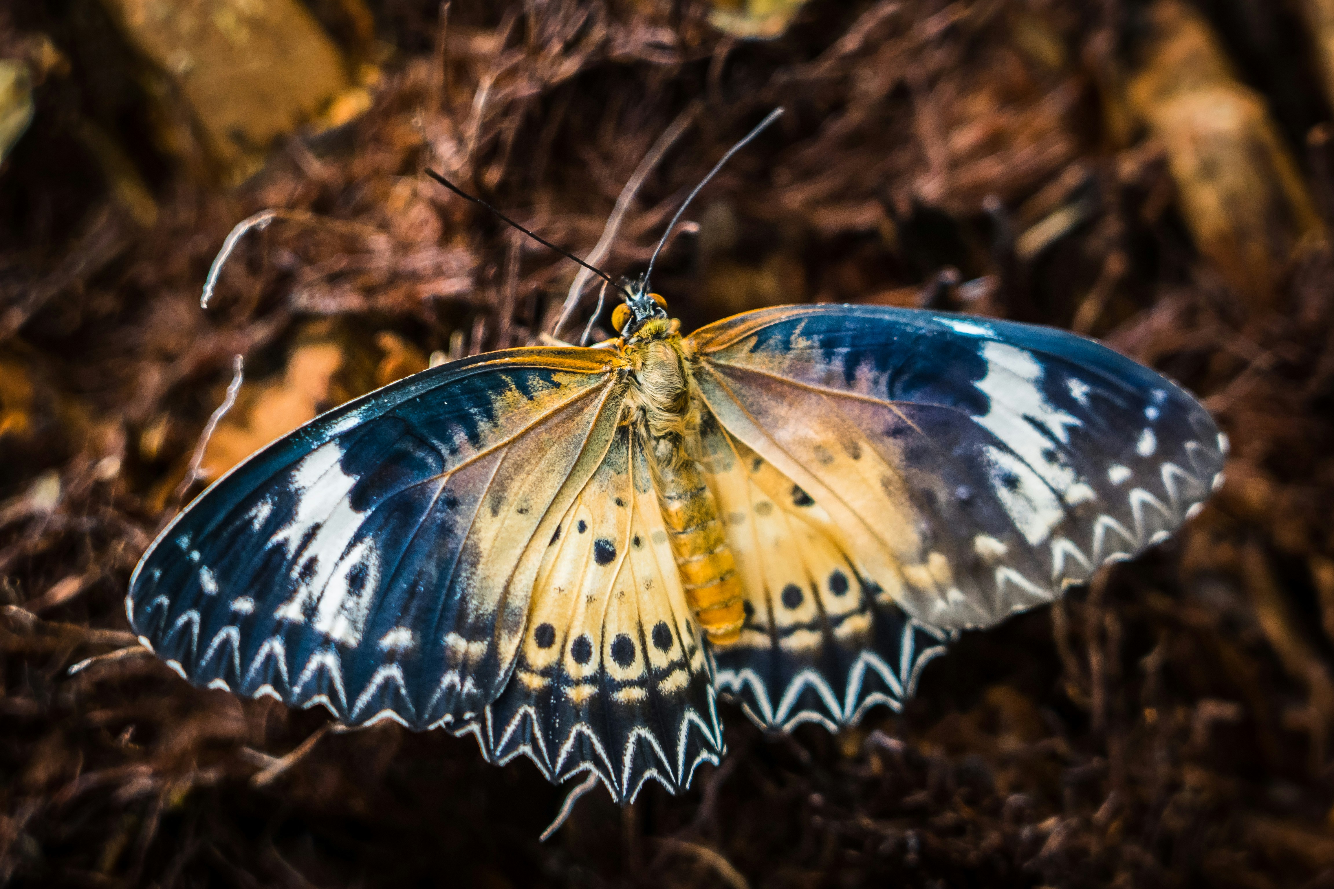 a blue and yellow butterfly sitting on top of dry grass, 