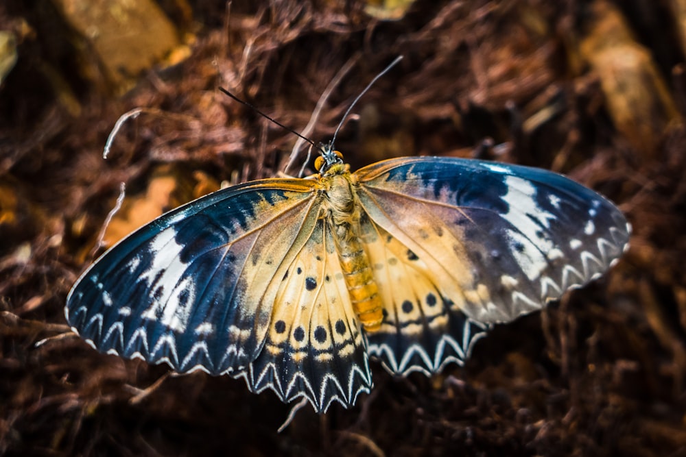 un papillon bleu et jaune assis sur de l’herbe sèche