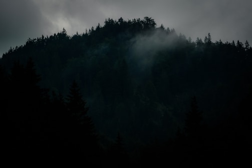 A misty Appalachian forest at dawn with shadows hinting at hidden creatures.
