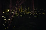 A soft, storybook-style illustration of a calm nighttime forest with glowing fireflies.