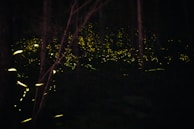 A joyful child reading under a tree surrounded by glowing fireflies at dusk.