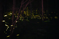 A glowing firefly illuminating a dark forest, symbolizing hope and light.