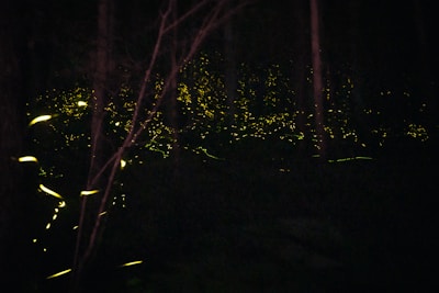 A soft, storybook-style illustration of a calm nighttime forest with glowing fireflies.