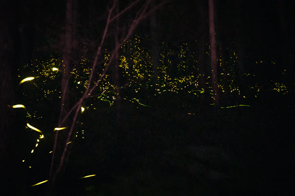 A vibrant book cover featuring a mysterious forest at twilight with glowing fireflies.