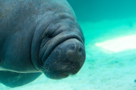 a close up of a manant swimming in the water