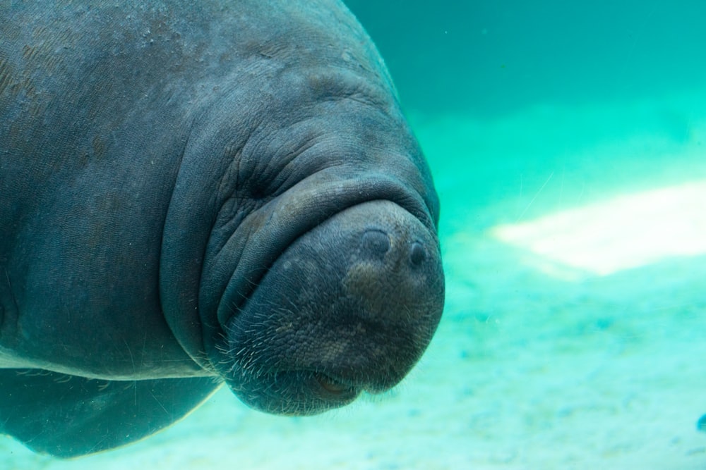 a close up of a manant swimming in the water