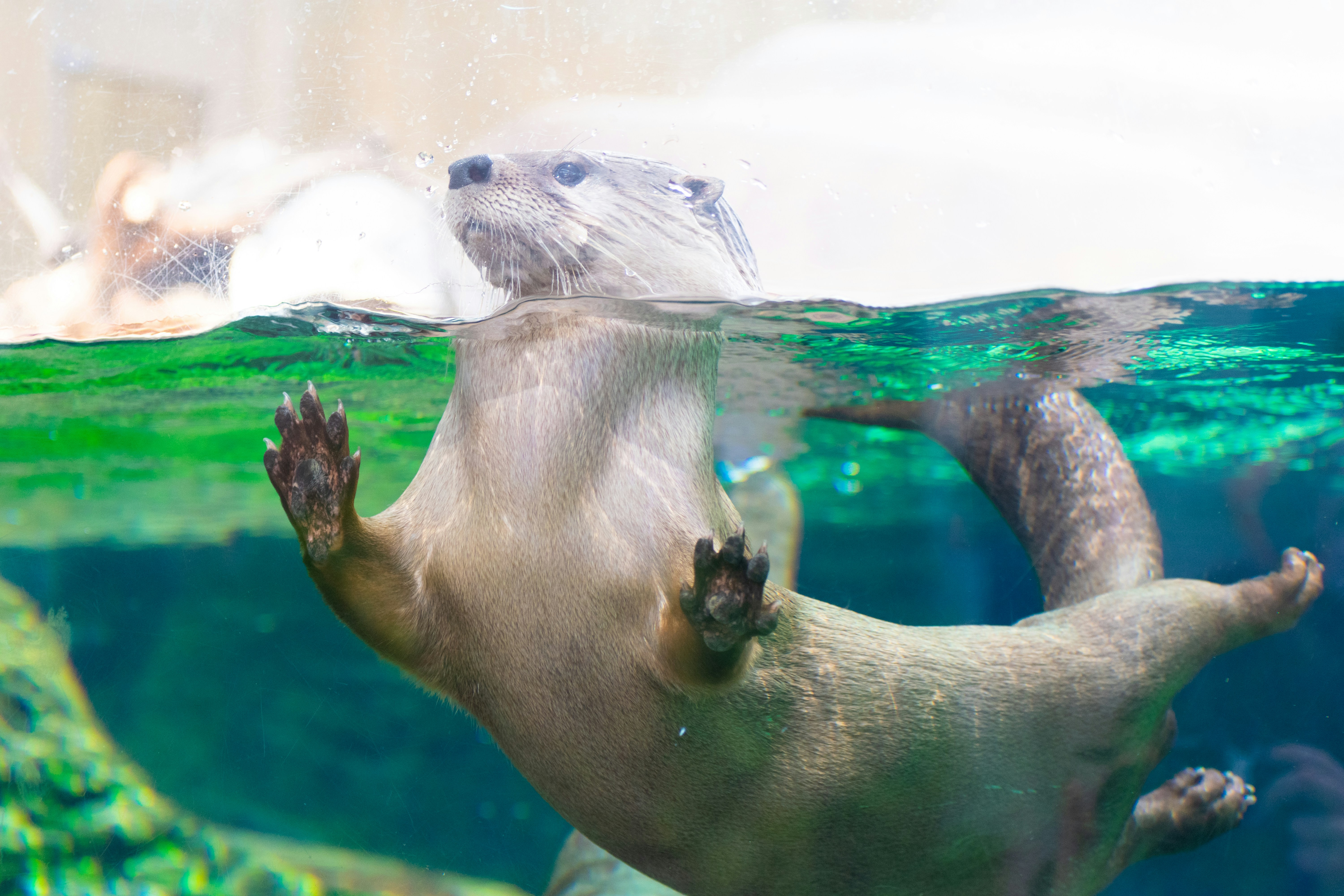 an otter swimming in an aquarium, its front paws against the glass