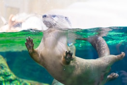 An otter is floating in water with its front paws pressed against the glass. The body is partially submerged, and its eyes and snout are visible above the water surface. The water is clear, showing shades of green and blue.