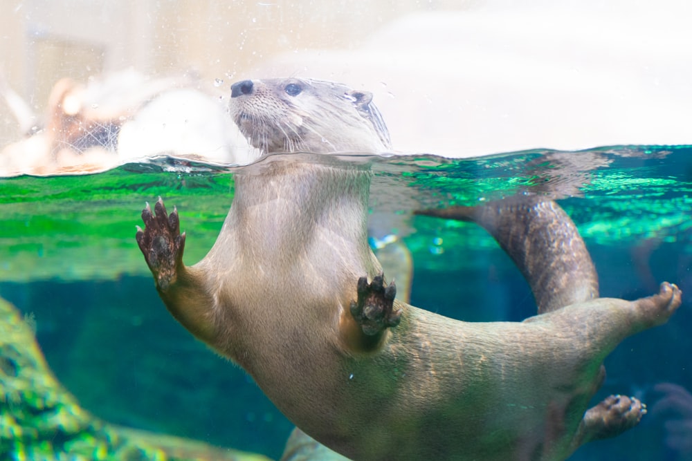 a sea lion swimming in the water with its mouth open