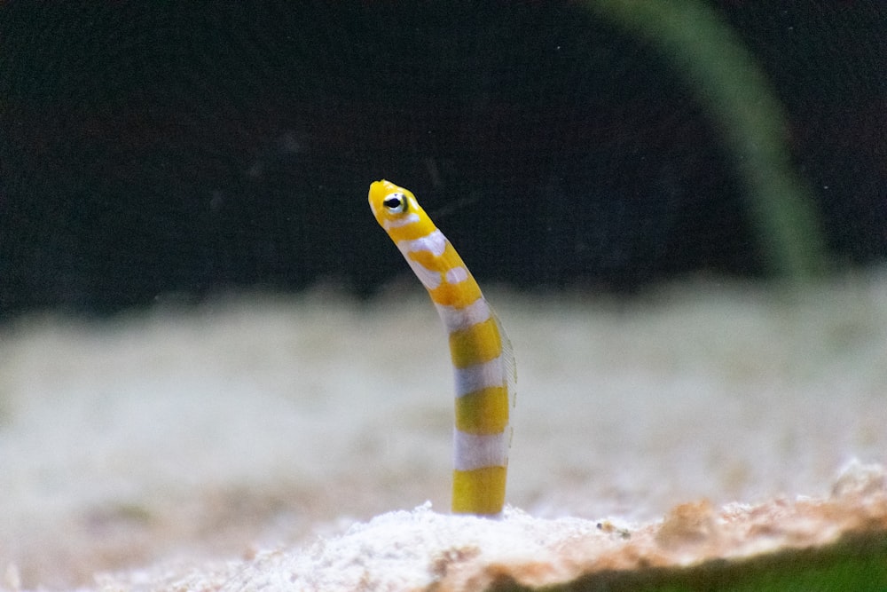 Un primo piano di un verme a strisce gialle e bianche