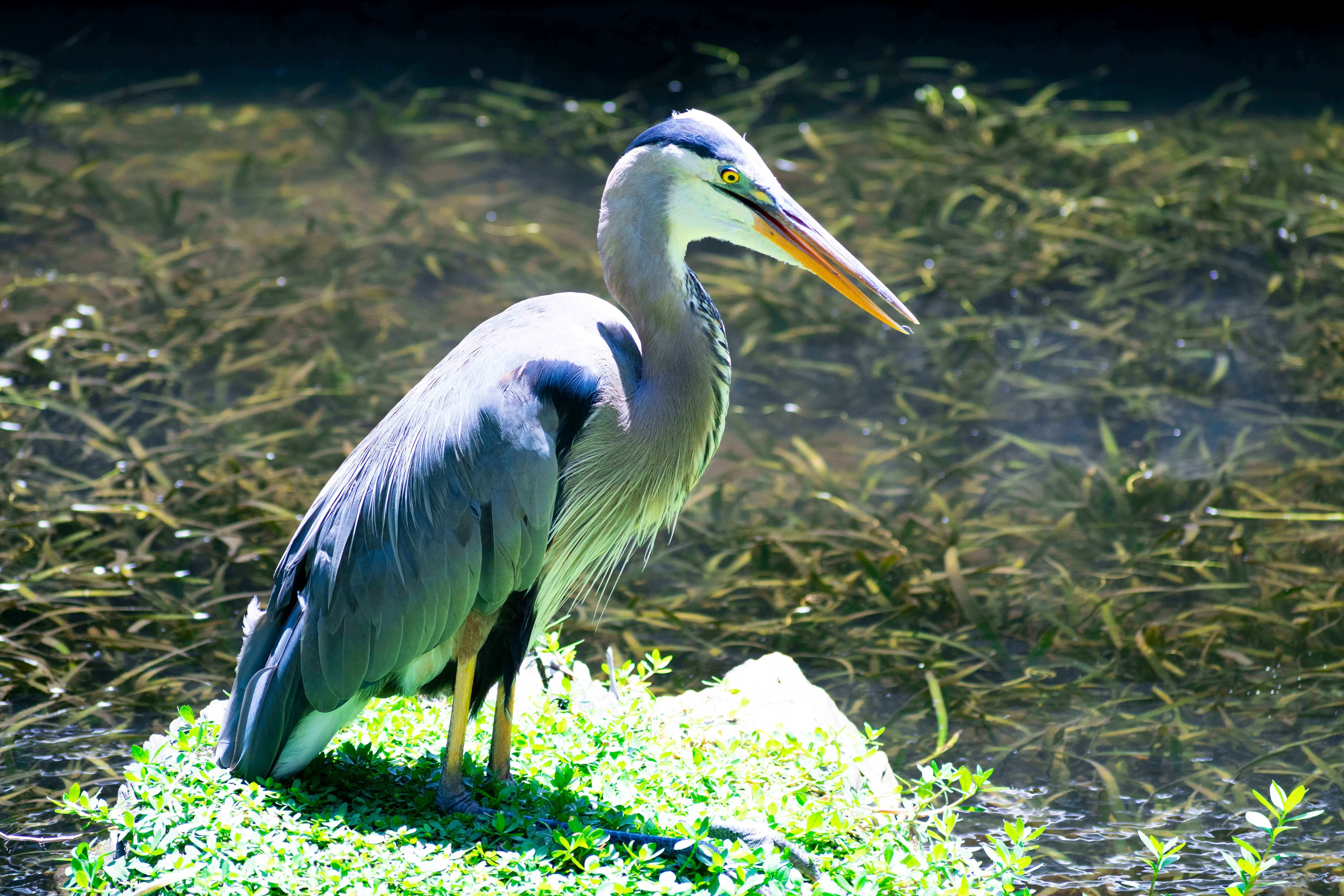 Photo by probablyrobin