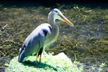 A great blue heron standing tall among water plants, patiently watching for fish.