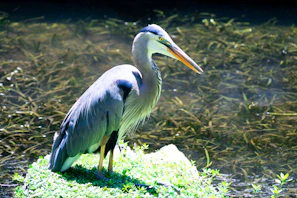 A great blue heron standing tall among water plants, patiently watching for fish.