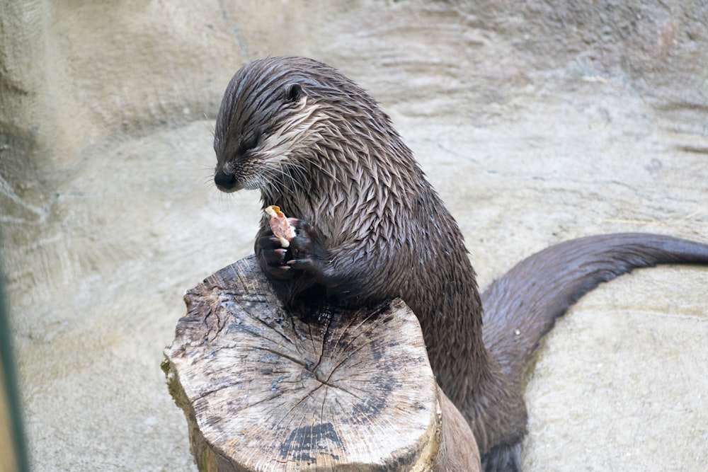 Una lontra che mangia un pezzo di cibo su un ceppo d'albero