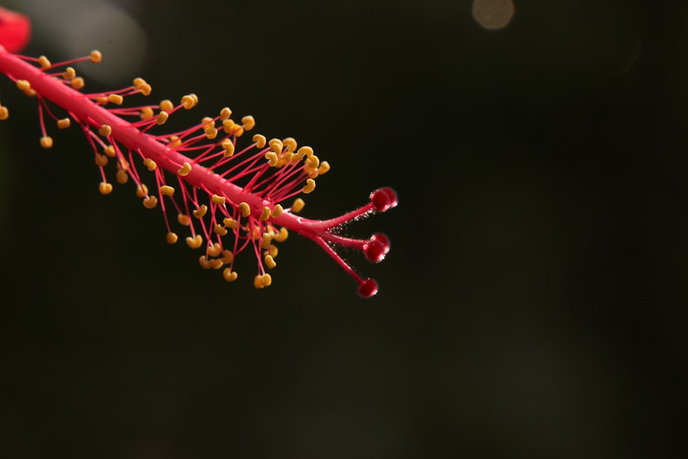 a close up of a red flower with yellow stamen