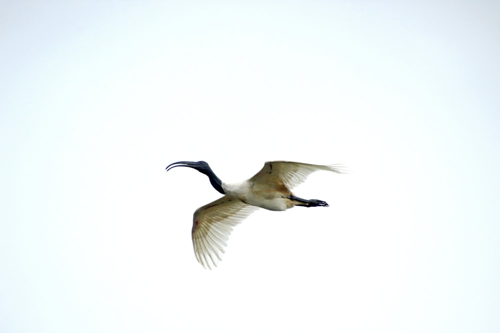a large white bird flying through a white sky