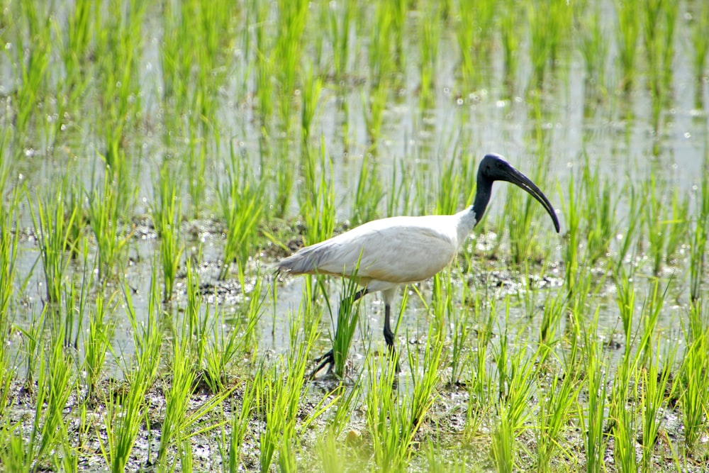 a white bird with a long black beak walks through the water