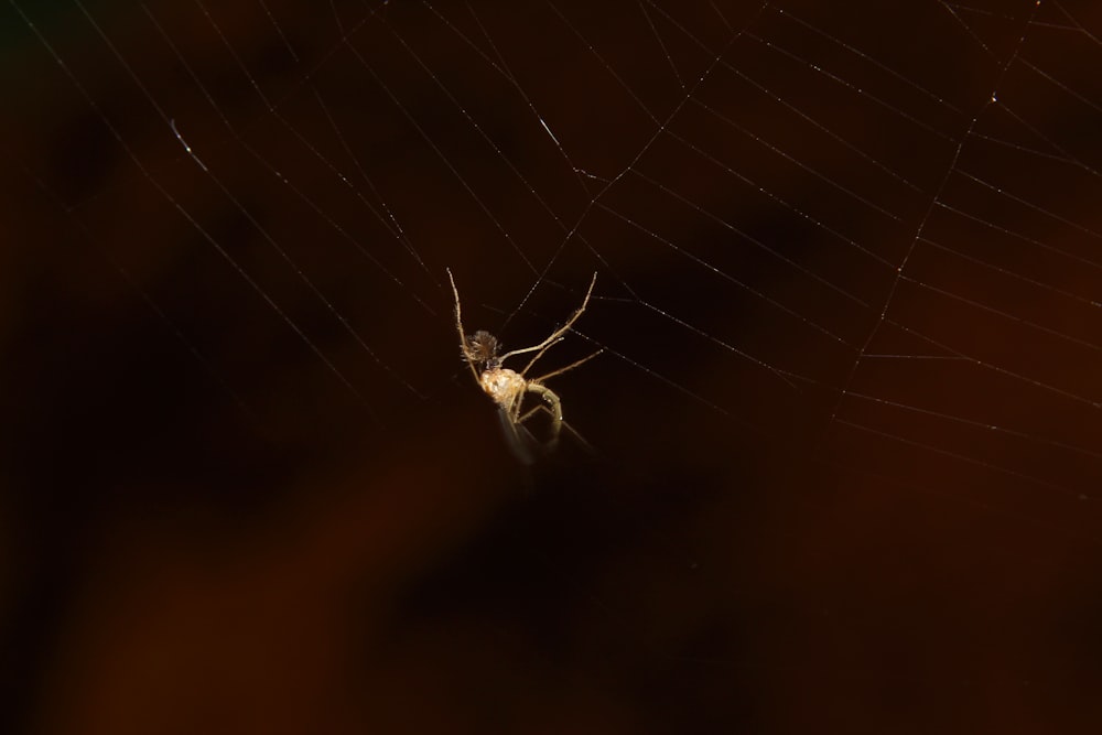 a spider in its web on a dark background