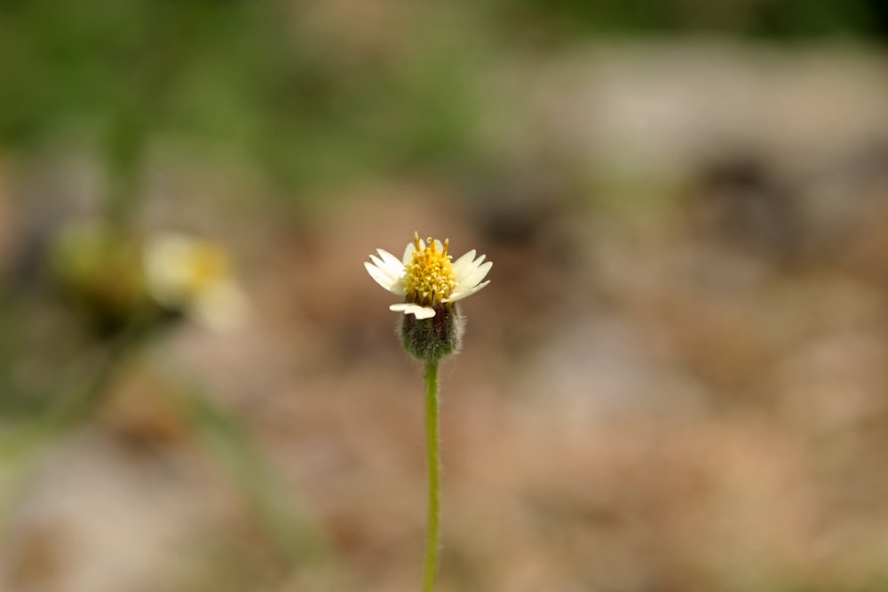 a single yellow and white flower in a field