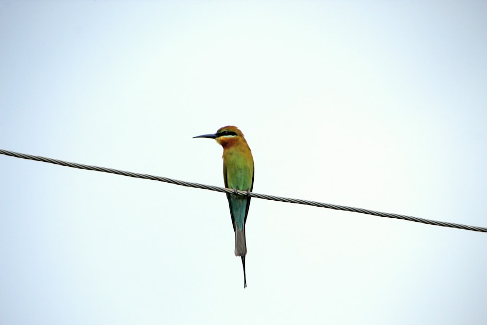 Un oiseau assis sur un fil avec un fond de ciel