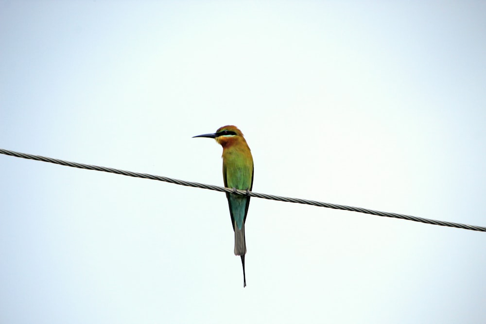 Un pájaro sentado en un cable con un fondo de cielo