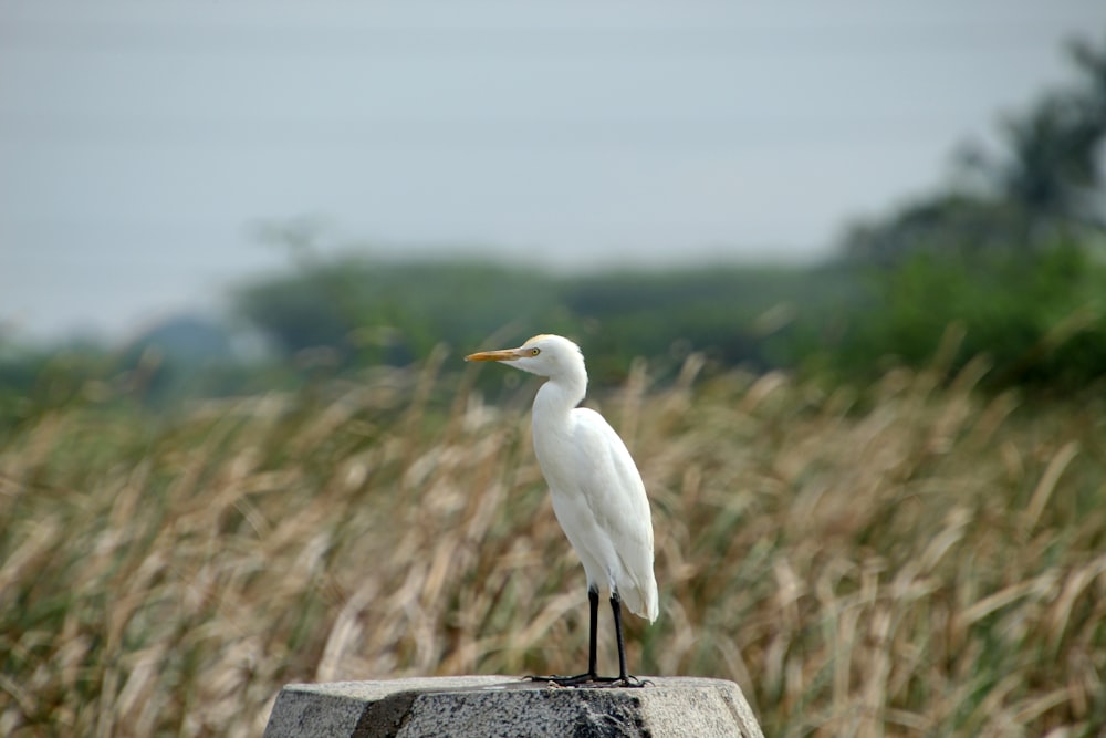 a white bird standing on top of a rock
