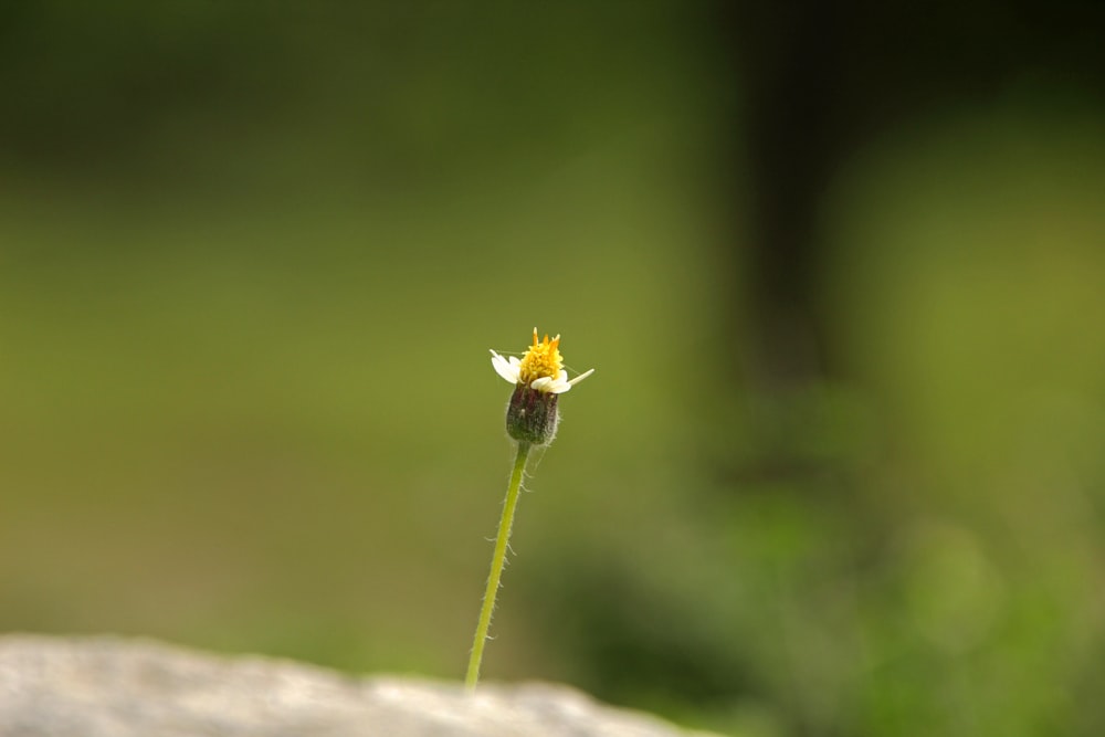 a small yellow and white flower sitting on top of a rock