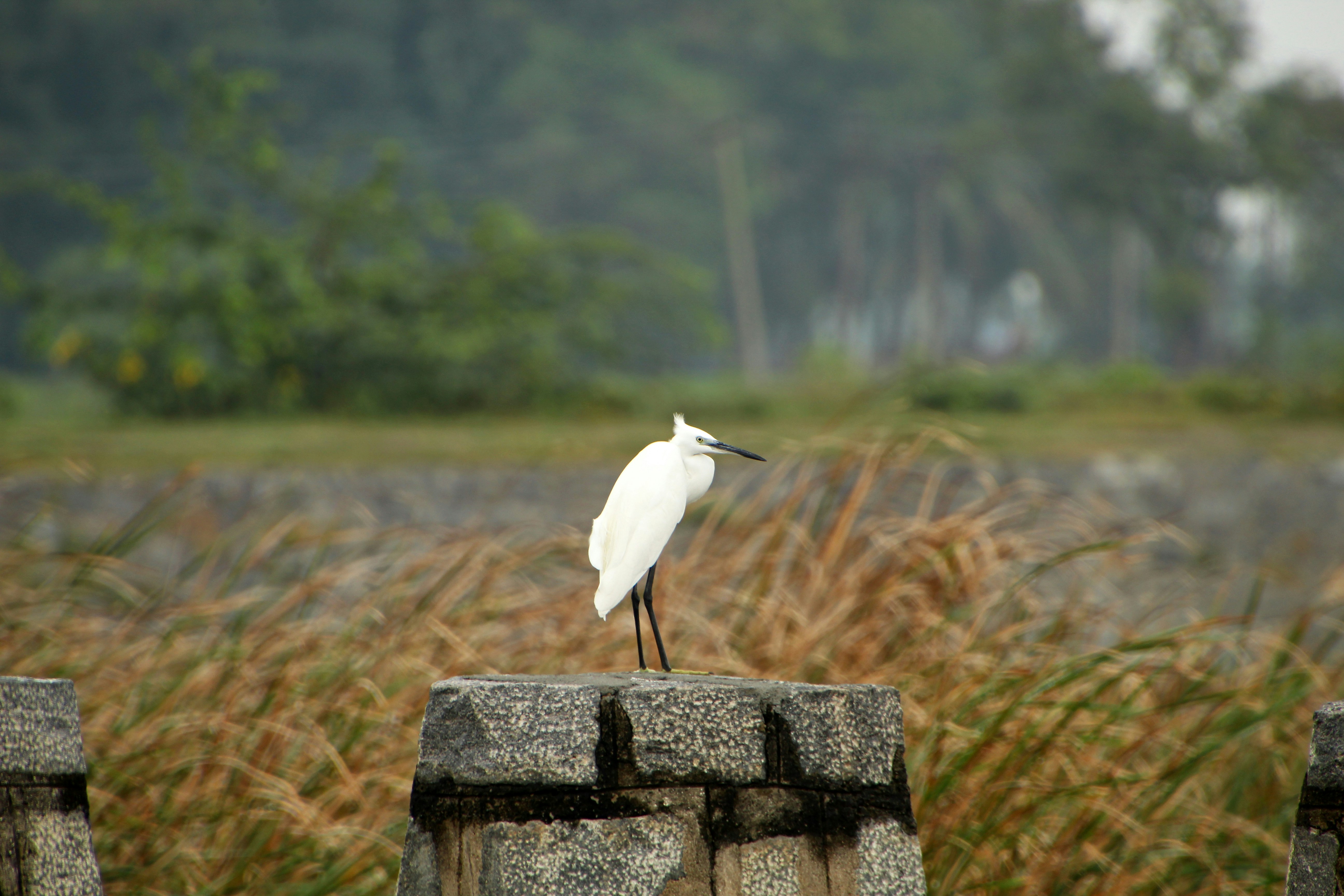 Little Egret