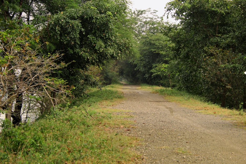 a dirt road surrounded by trees and grass