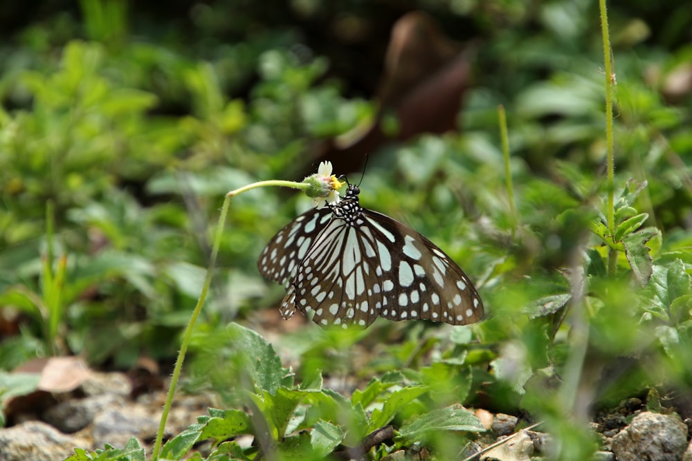 una farfalla seduta sopra una pianta verde