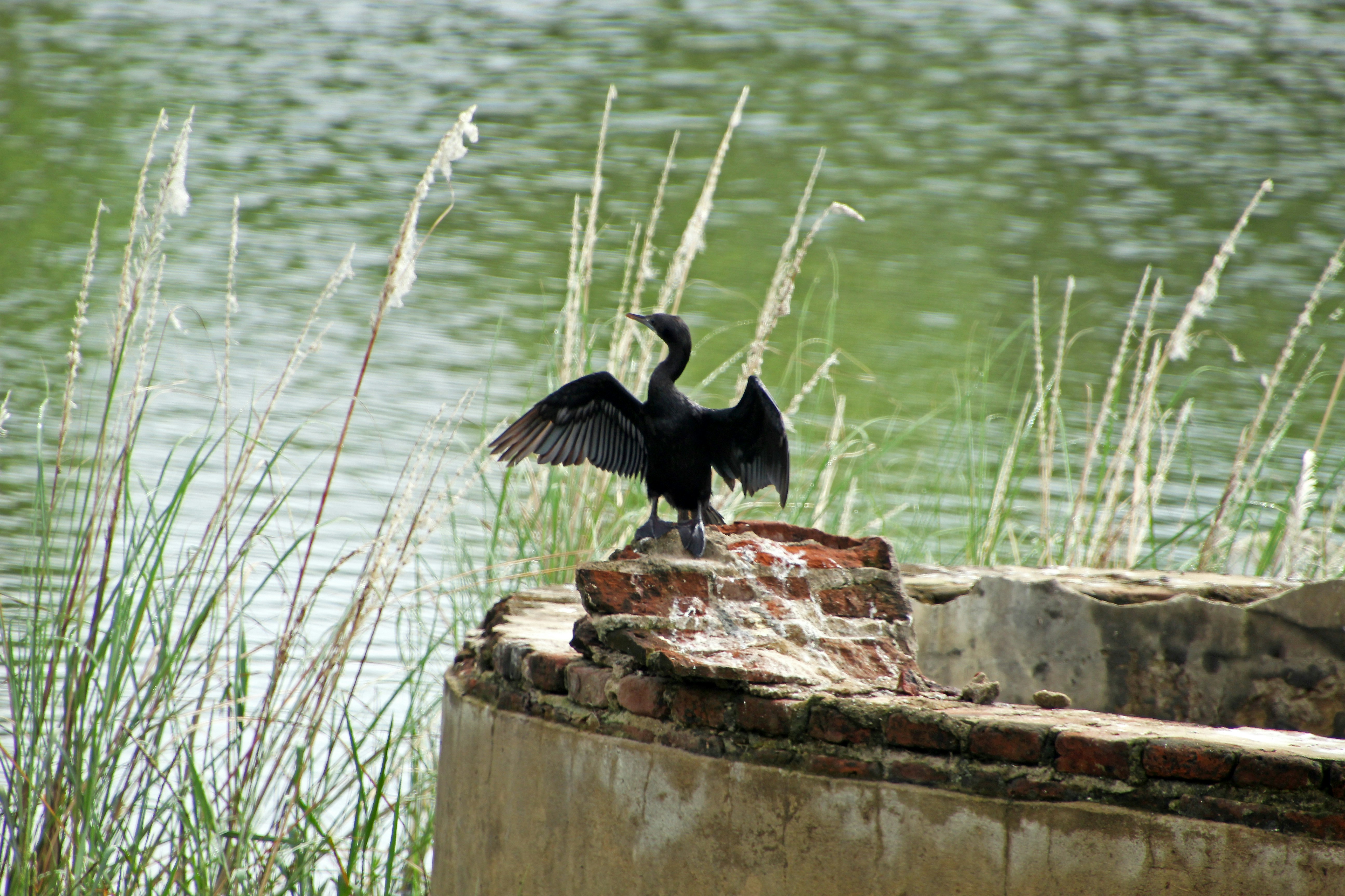 um pássaro preto sentado em cima de uma parede de tijolos ao lado de um corpo de água
