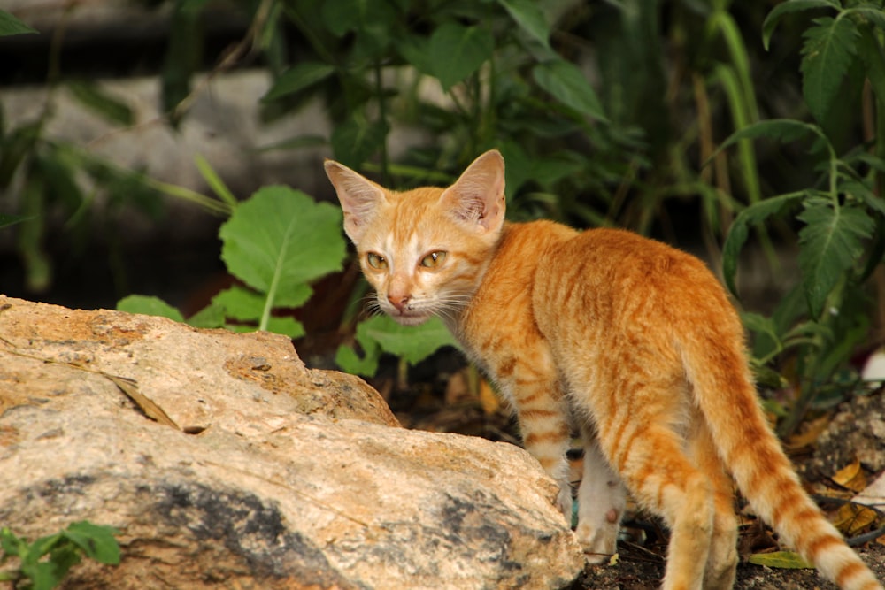 a small orange cat standing on top of a rock