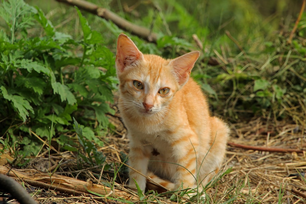 a small orange kitten sitting in the grass