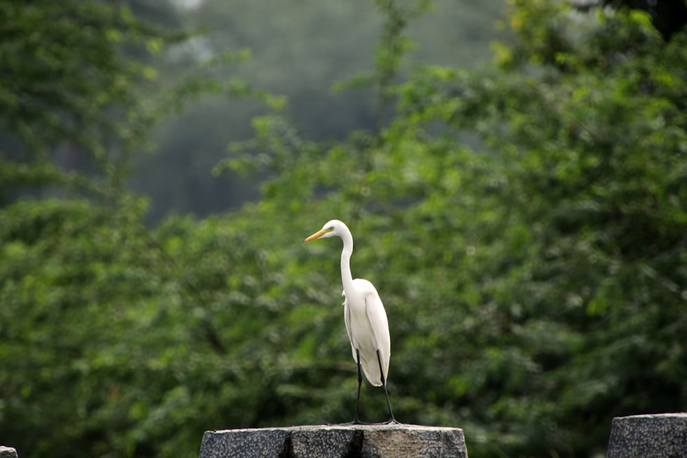a white bird standing on top of a stone wall